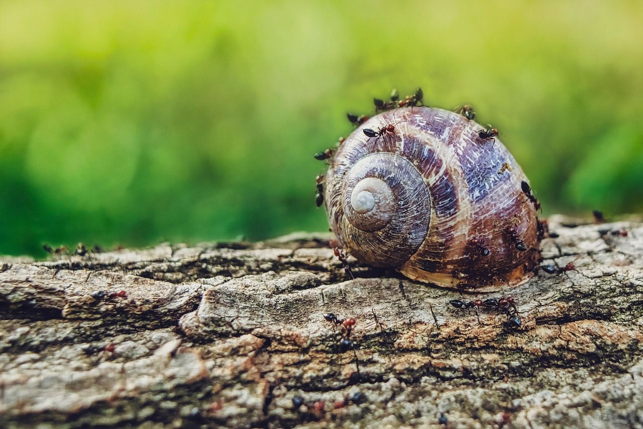 Zdrowie i czystość domu – jak skutecznie walczyć z insektami?