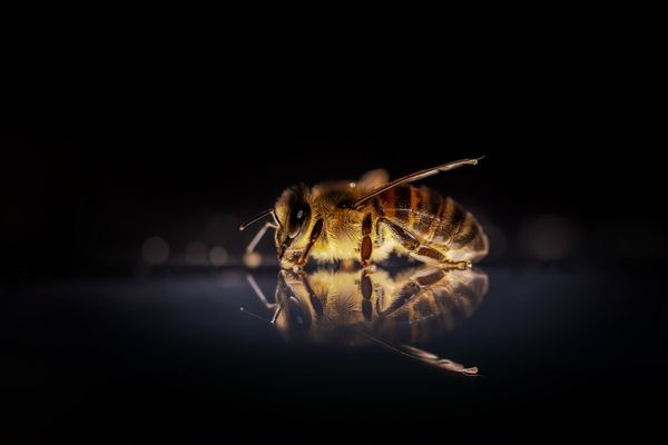 Efektywne rozwiązania na niechciane insekty w domu